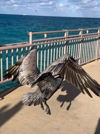 Bird flying over sea against sky