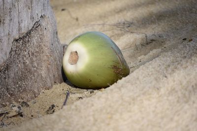 High angle view of apple on sand