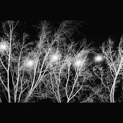 Low angle view of illuminated bare tree at night