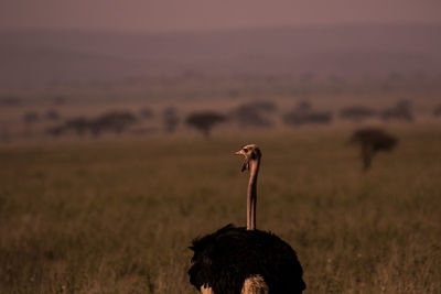 Bird on field against sky during sunset