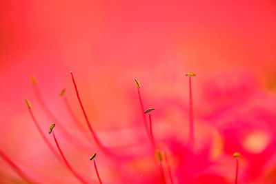 Close-up of red flowering plant