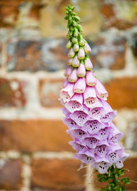 Close-up of pink flowering plant