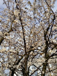 Low angle view of cherry blossoms against sky