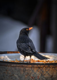 Close-up of bird eating food