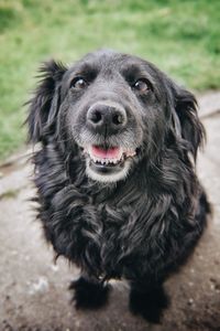 Close-up portrait of dog