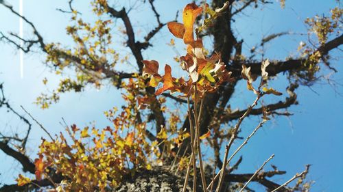 Low angle view of fresh flower tree against sky