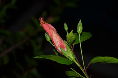 Close-up of pink leaves on plant