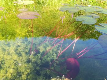 Close-up of plants growing in lake