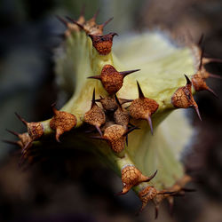 Close-up of dried leaves on plant