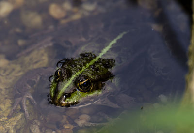 Close-up of turtle swimming in water