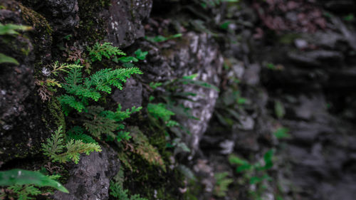 Close-up of moss growing on tree trunk