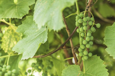 Close-up of grapes growing in vineyard