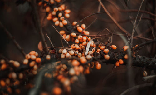 Close-up of berries growing on tree