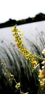 Close-up of yellow flowering plant against sky