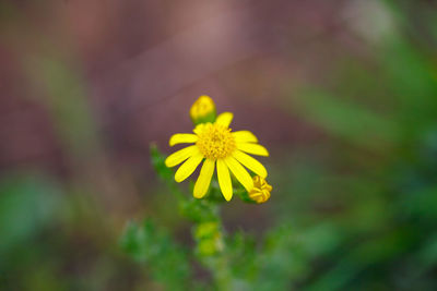 Close-up of yellow flowering plant