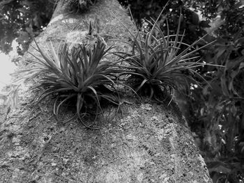 Close-up of plants growing on field