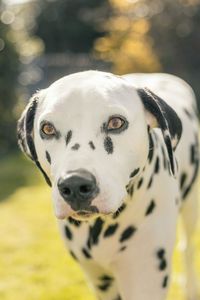 Close-up portrait of dog