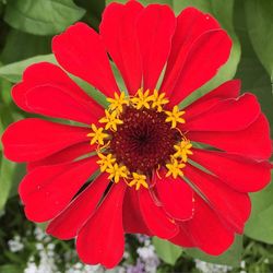 Close-up of red flower