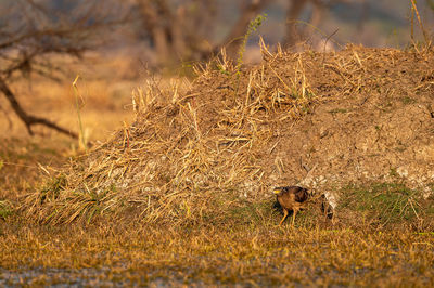 View of crab on field