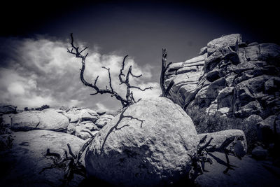 Low angle view of bare tree against sky