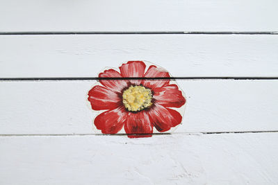 Close-up of red flower against white wall