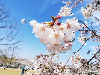 Low angle view of cherry blossoms against sky