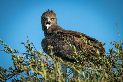 Martial eagle with open beak on treetop