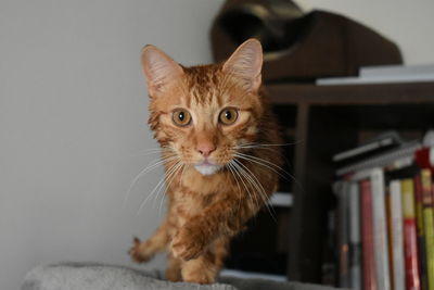 Close-up portrait of tabby cat at home