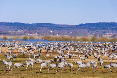 Large flock of cranes on a field by a lake