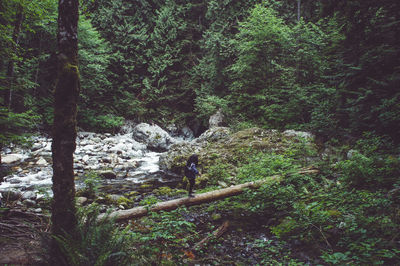 River flowing through forest