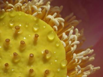 Close-up of water drops on lotus flower