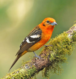 Close-up of bird perching on a tree