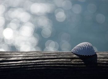 Close-up of mushroom on wood against sky