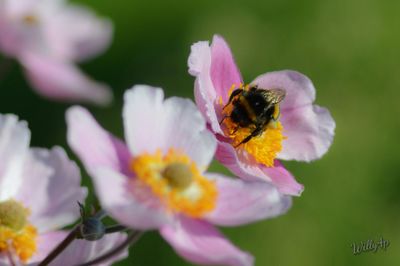 Close-up of bee on pink flower