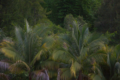 Close-up of palm trees