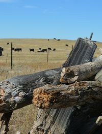 Pile of firewood with cattle grazing on field against clear sky