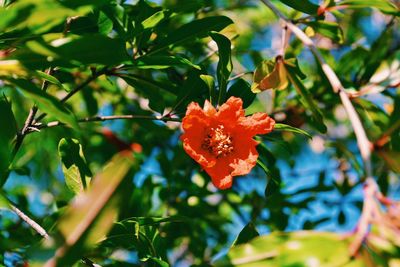 Close-up of red flower