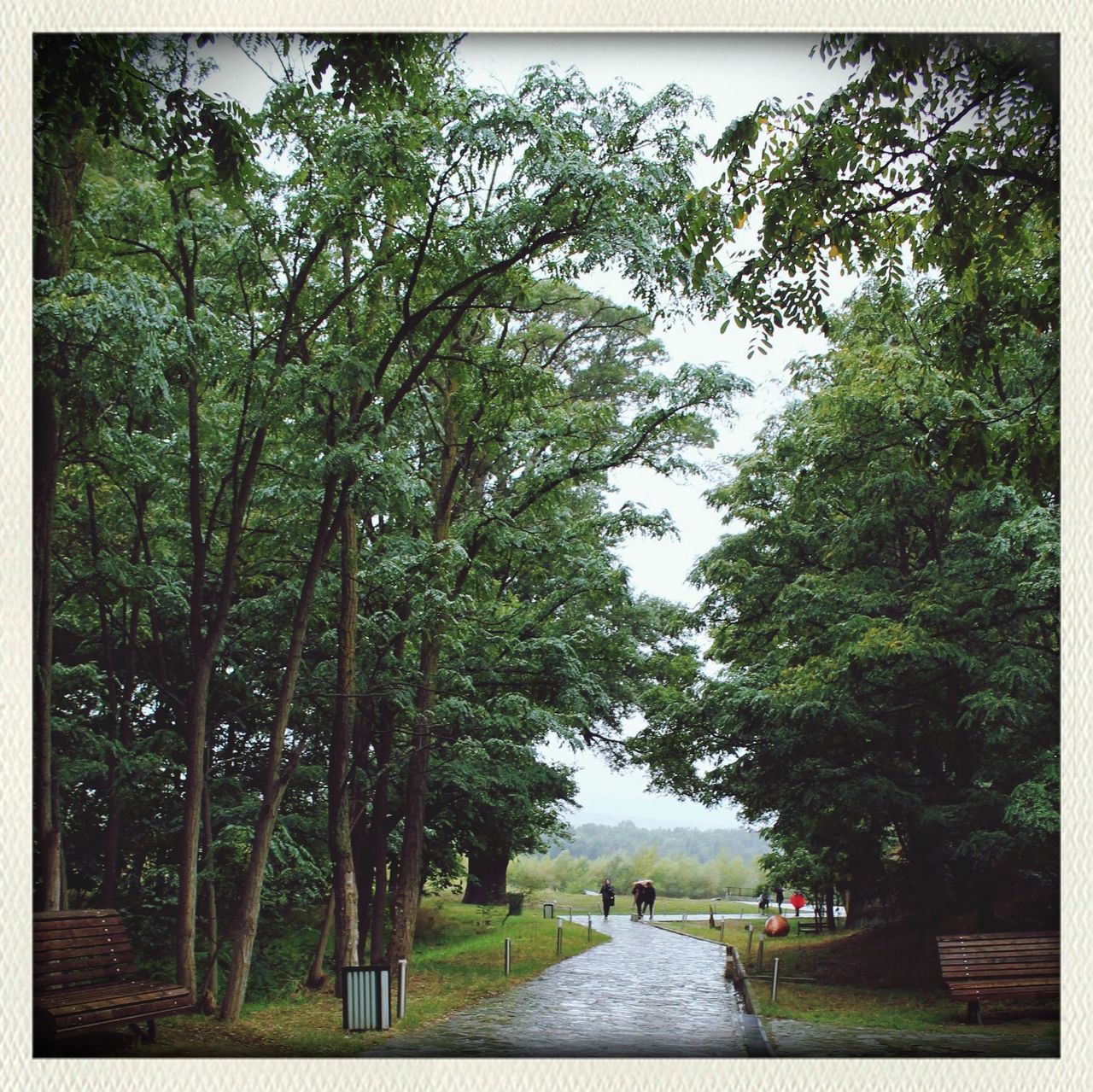 tree, growth, park - man made space, lifestyles, green color, men, leisure activity, person, footpath, transfer print, walking, park, nature, sunlight, incidental people, day, auto post production filter, outdoors, grass