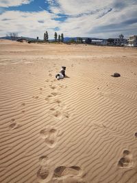 View of dog on sand at beach against sky