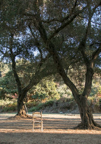 Trees in park