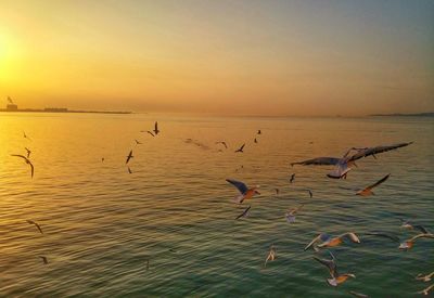 Seagulls flying over sea against sky during sunset