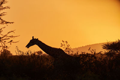 Silhouette of a giraffe in africa