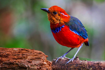 Close-up of bird perching on branch