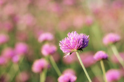 Close-up of pink flowering plant on field