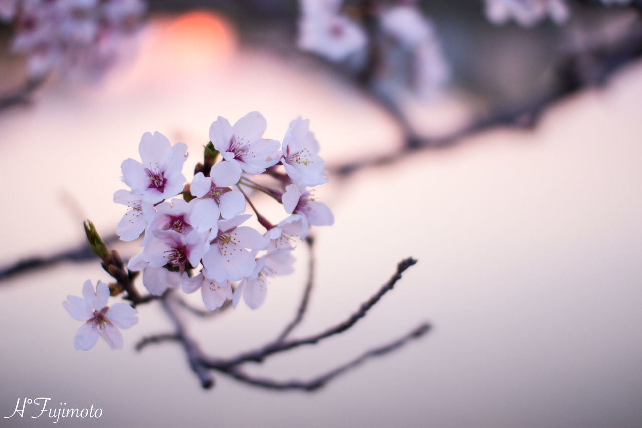 flower, freshness, fragility, growth, petal, beauty in nature, close-up, focus on foreground, flower head, nature, blossom, in bloom, blooming, branch, selective focus, cherry blossom, springtime, plant, twig, tree