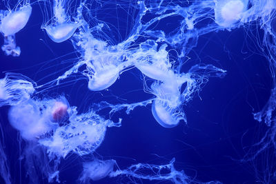 Group of white jellyfish floating in the ocean, fluorescent, blue, bright