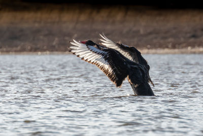 Black swan with spred wings in sea