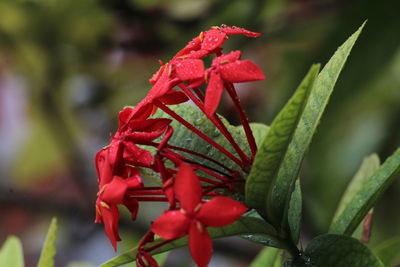 Close-up of red flowering plant