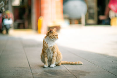 Cat sitting on the street looking into the distance