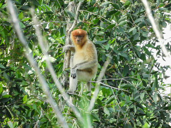 Monkey looking away on tree